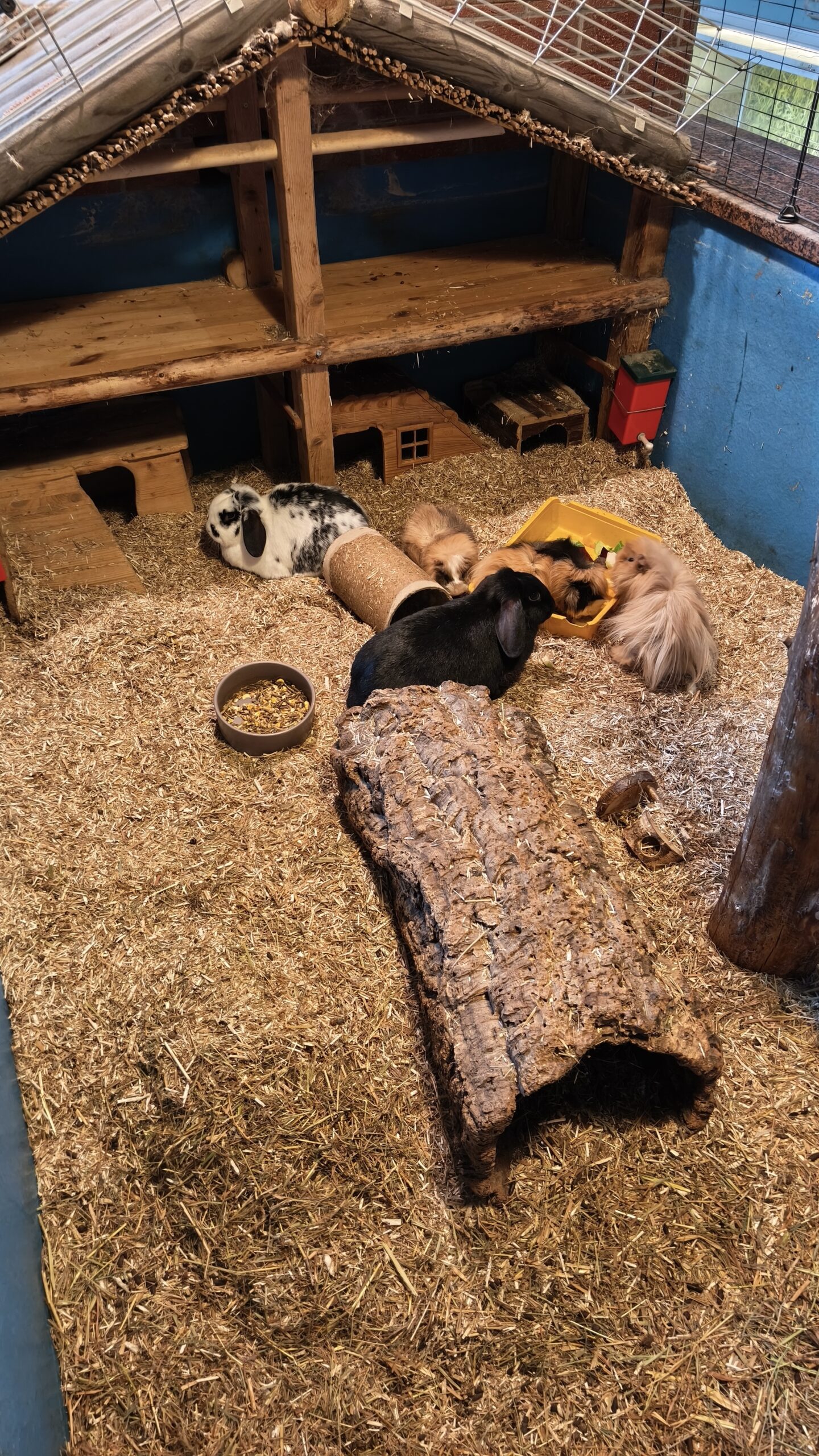 Futter und Zubehör für Nagetiere