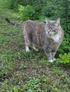 Futter und Zubehör für Katzen