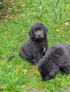 Futter und Zubehör für Hunde